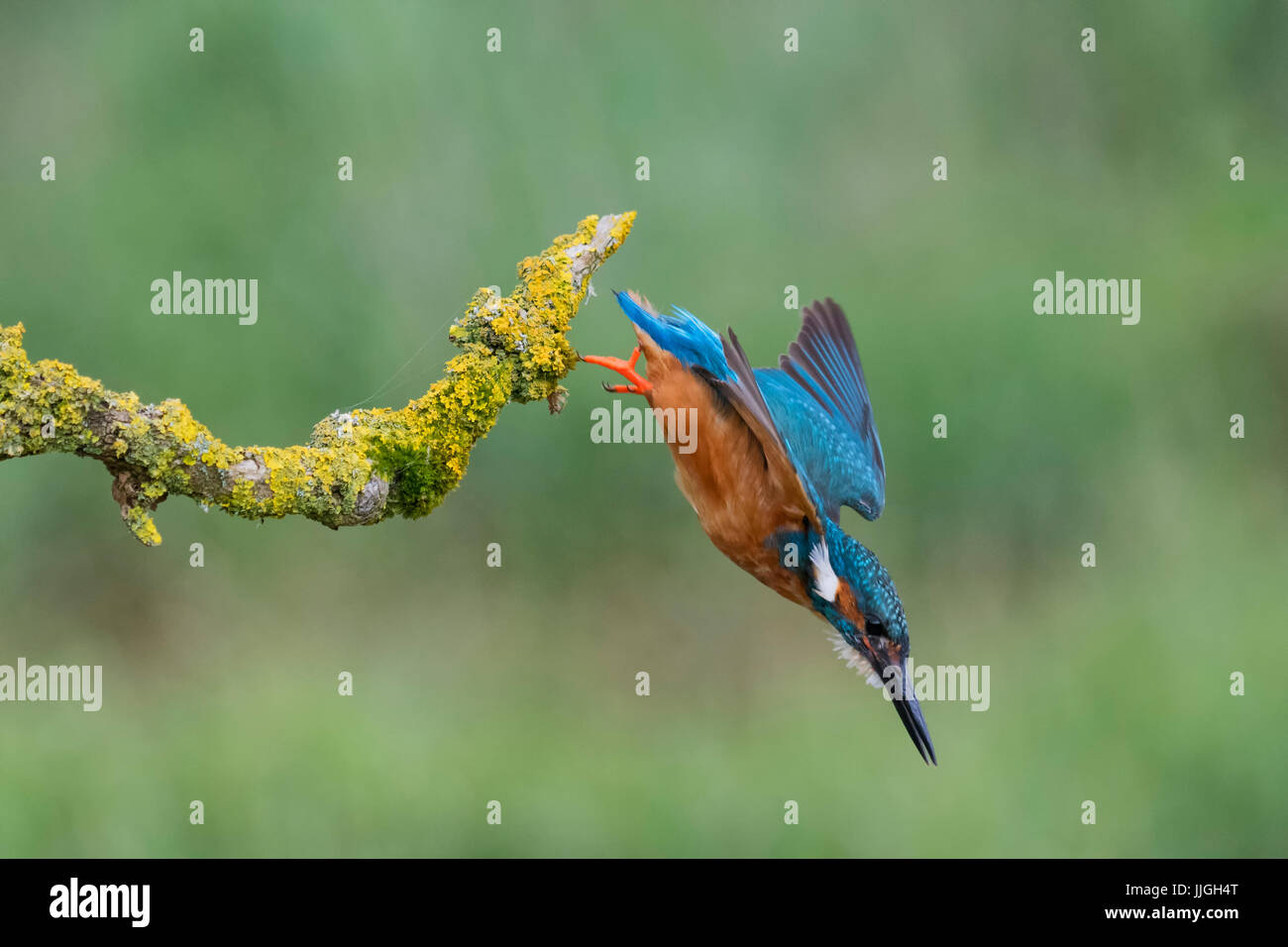 Eisvogel Stockfoto