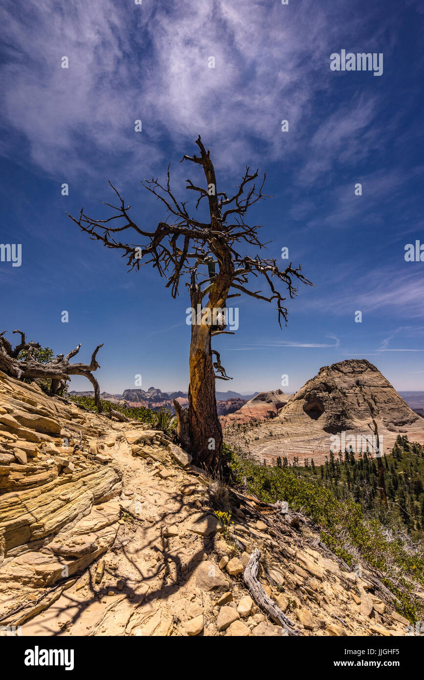 Kolob Plateau, Zion Nationalpark, Utah, Amerika, USA Stockfoto