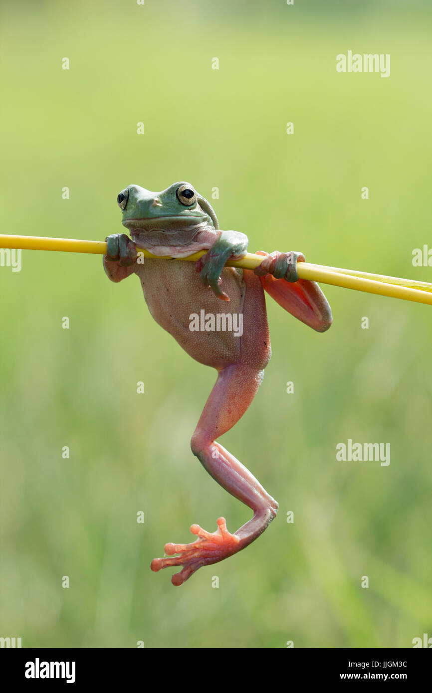 Plumpen Frosch hängt an einer Pflanze, Indonesien Stockfoto