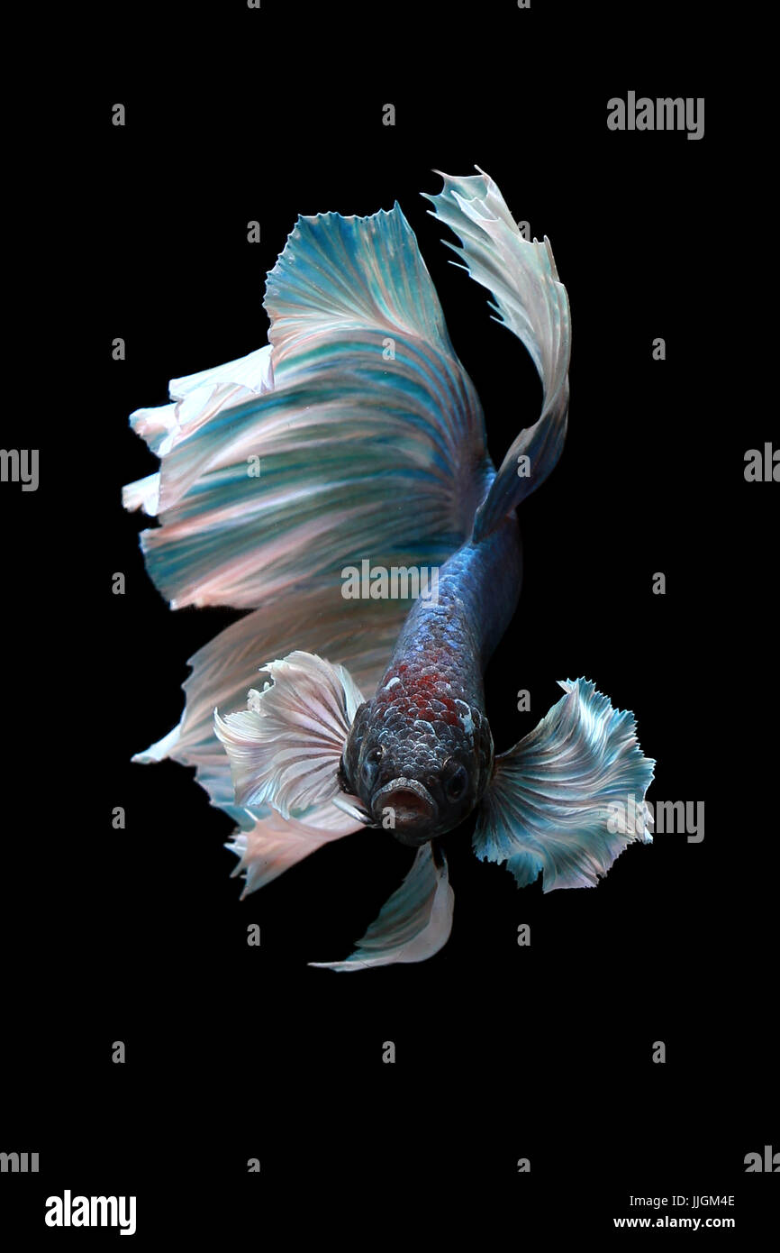 Porträt eines Betta Fische schwimmen vor einem schwarzen Hintergrund Stockfoto