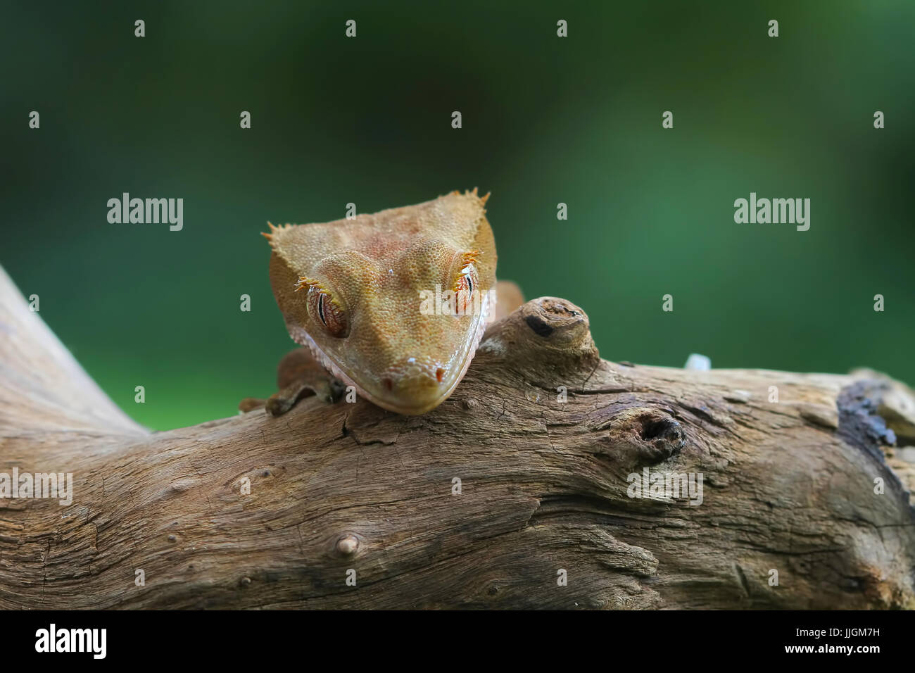 Crested Gecko über den Rand einer Niederlassung suchen Stockfoto