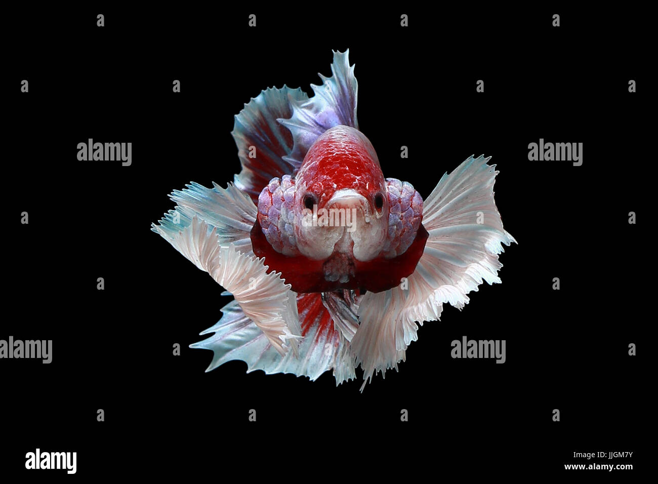 Porträt eines Betta Fische schwimmen vor einem schwarzen Hintergrund Stockfoto