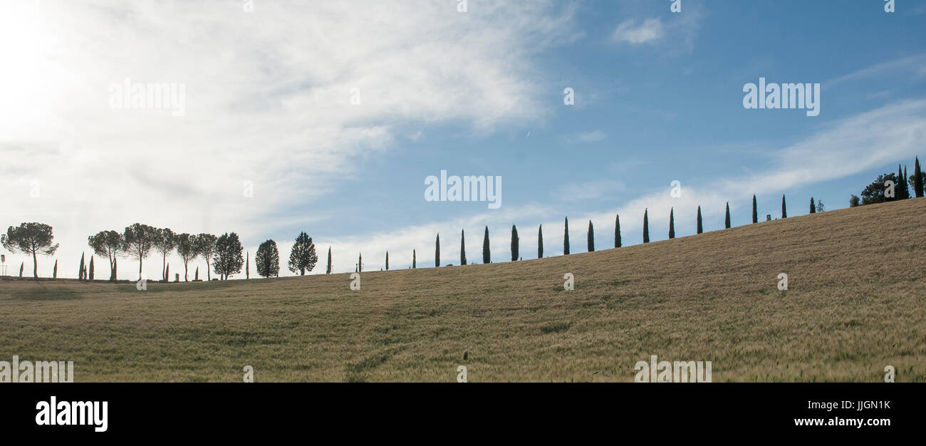 Orcia Tal Bäume, Toskana, Italien, 2017. Stockfoto