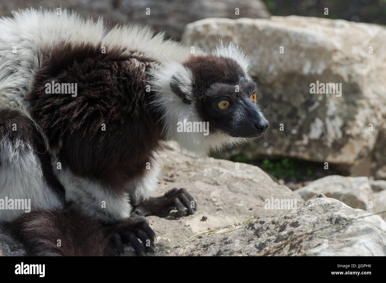 Schwarz und weiß Ruffed Lemur Stockfoto