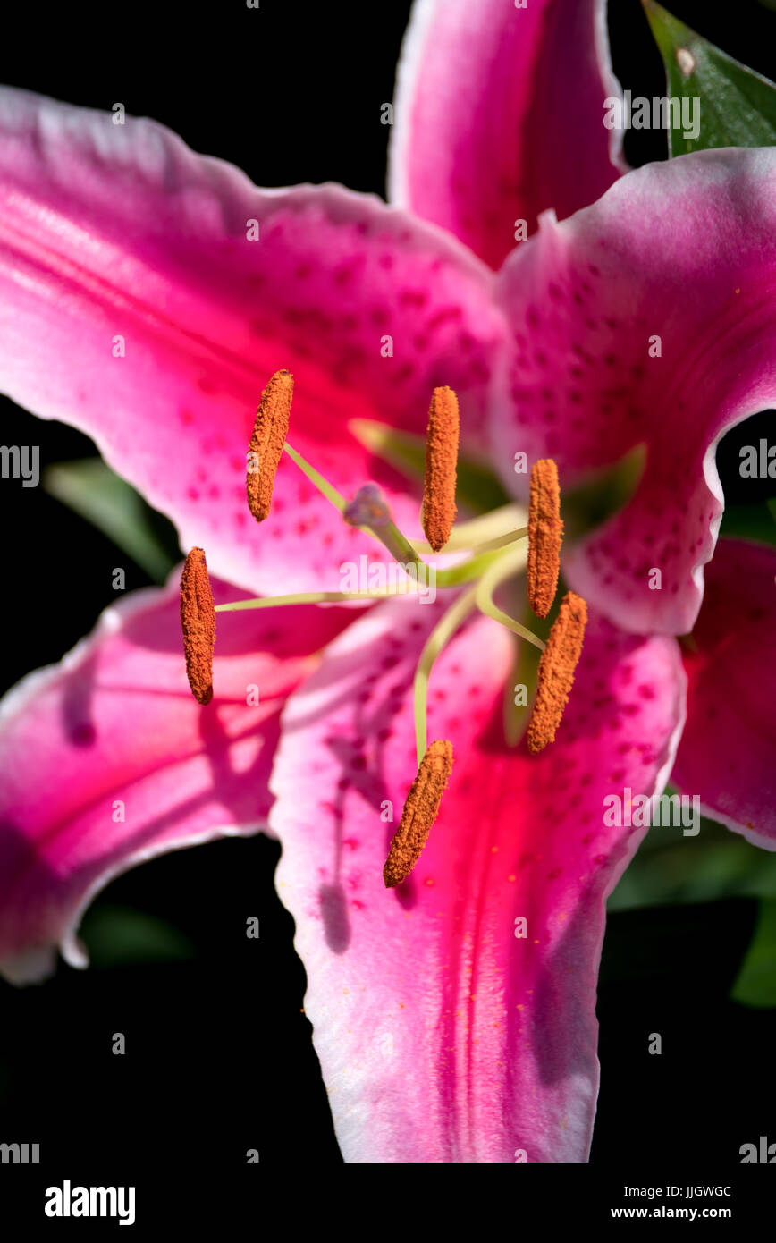 Rosa Lilie blüht in Sussex entdeckt Stockfoto