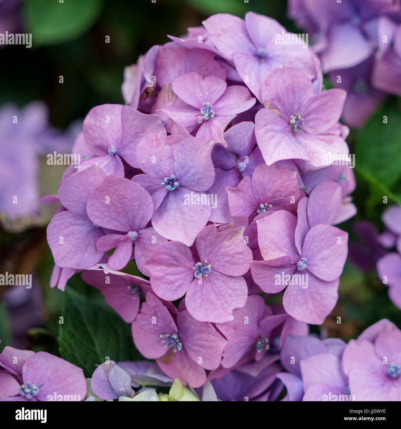 Rosa Hortensie in voller Blüte Stockfoto