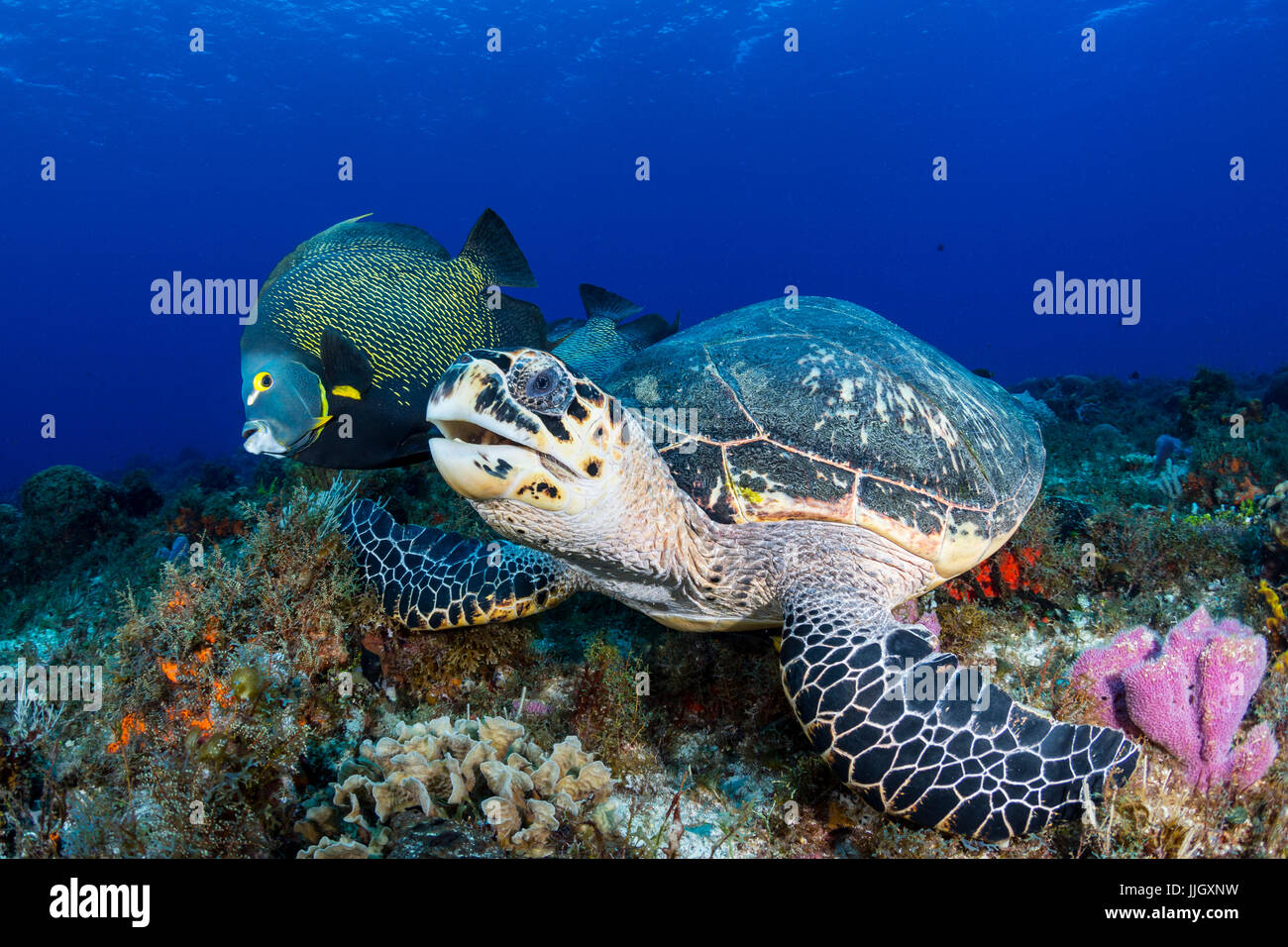 Eine echte Karettschildkröte schaut in die Kamera, begleitet von einem französischen Kaiserfisch in Cozumel, Mexiko. Stockfoto