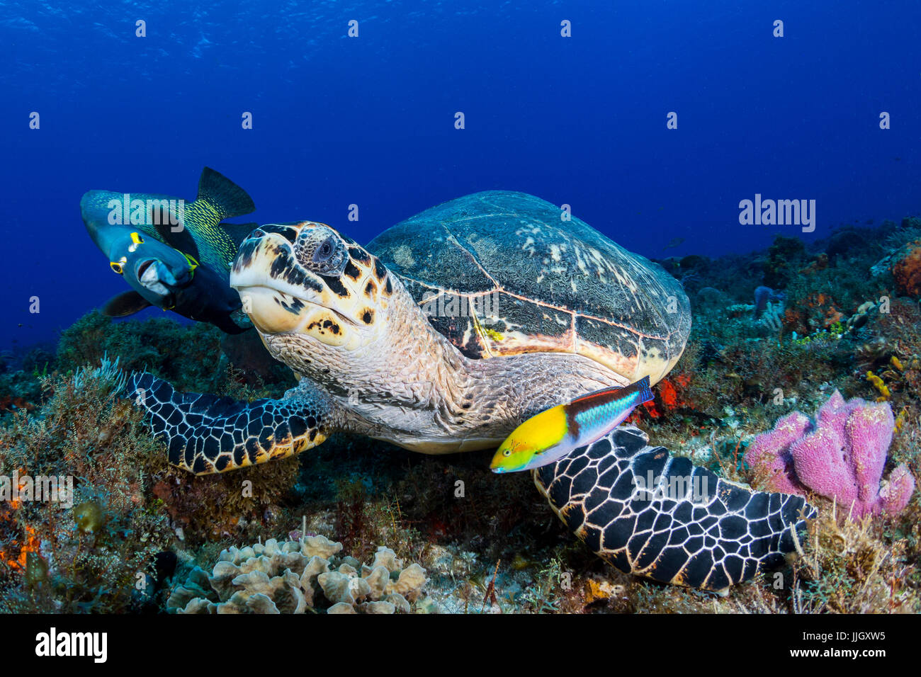 Eine echte Karettschildkröte schaut in die Kamera, begleitet von einem französischen Kaiserfisch und Yellowhead Lippfisch in Cozumel, Mexiko. Stockfoto