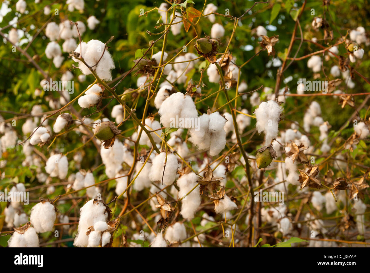 Levante Baumwolle in Guatemlaa. Gossypium Herbaceum. Stockfoto