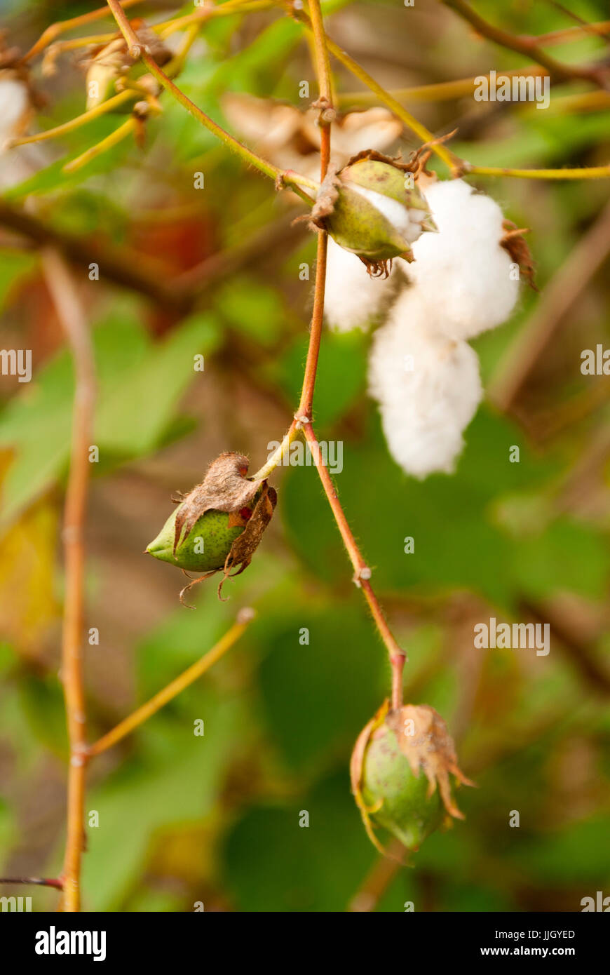 Levante Baumwolle in Guatemlaa. Gossypium Herbaceum. Stockfoto