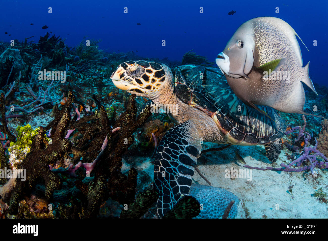 Eine echte Karettschildkröte und grauen Kaiserfisch schwimmen entlang des Riffs, die Fütterung in San Francisco (Untiefen) in Cozumel. Stockfoto