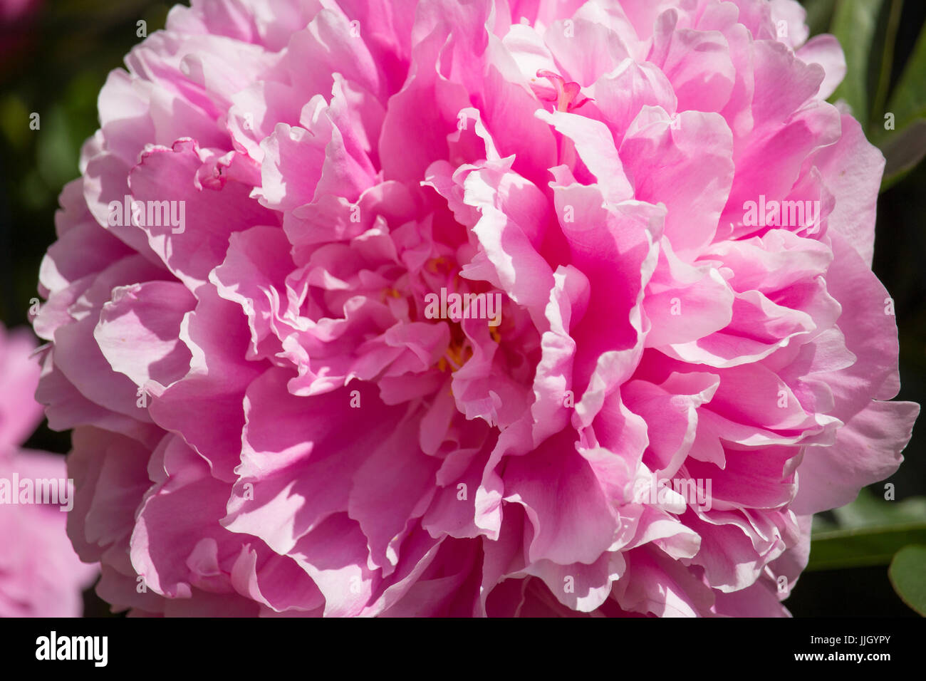 Paeonia Blume Stockfoto