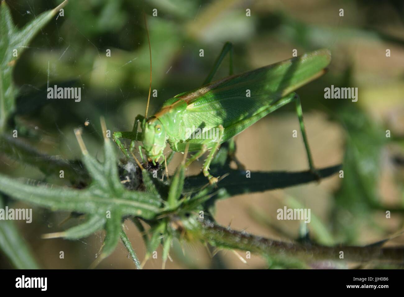 Silybum Marianum mit Tettigonia Insekt Stockfoto