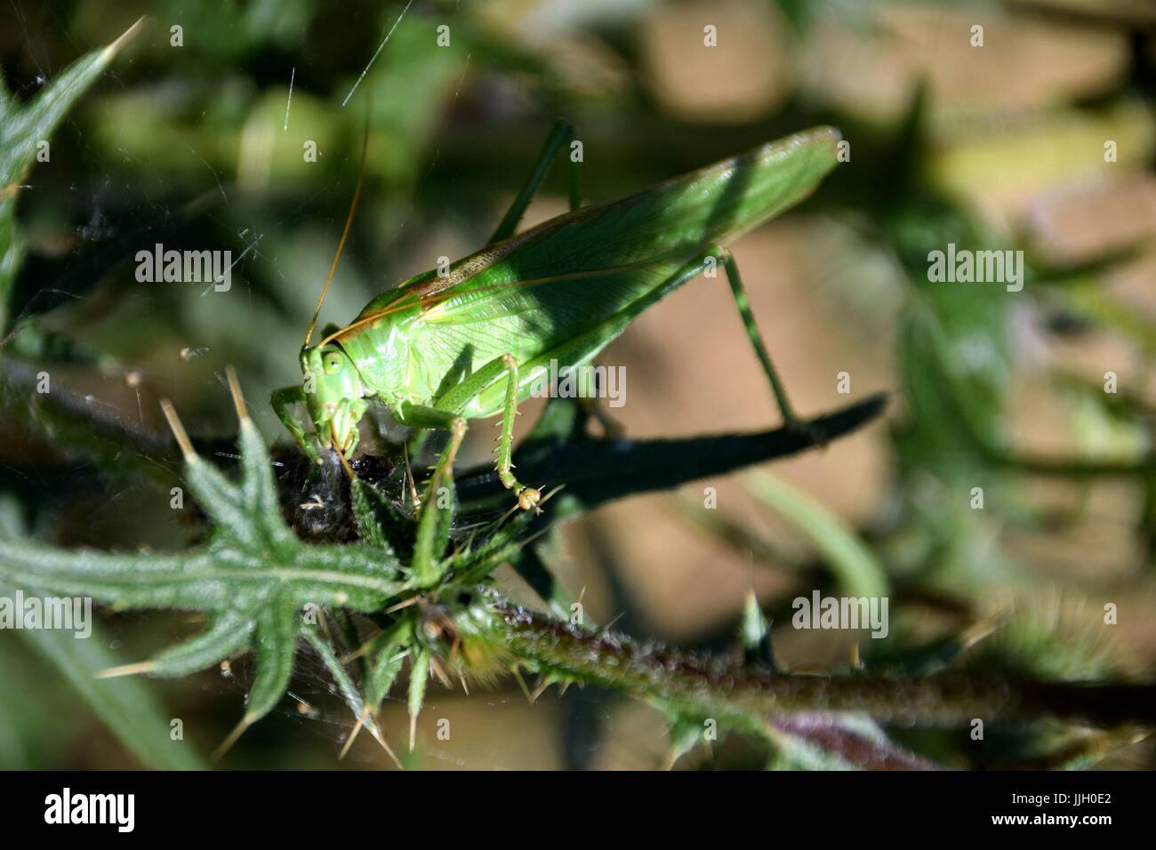 Silybum Marianum mit Tettigonia Insekt Stockfoto