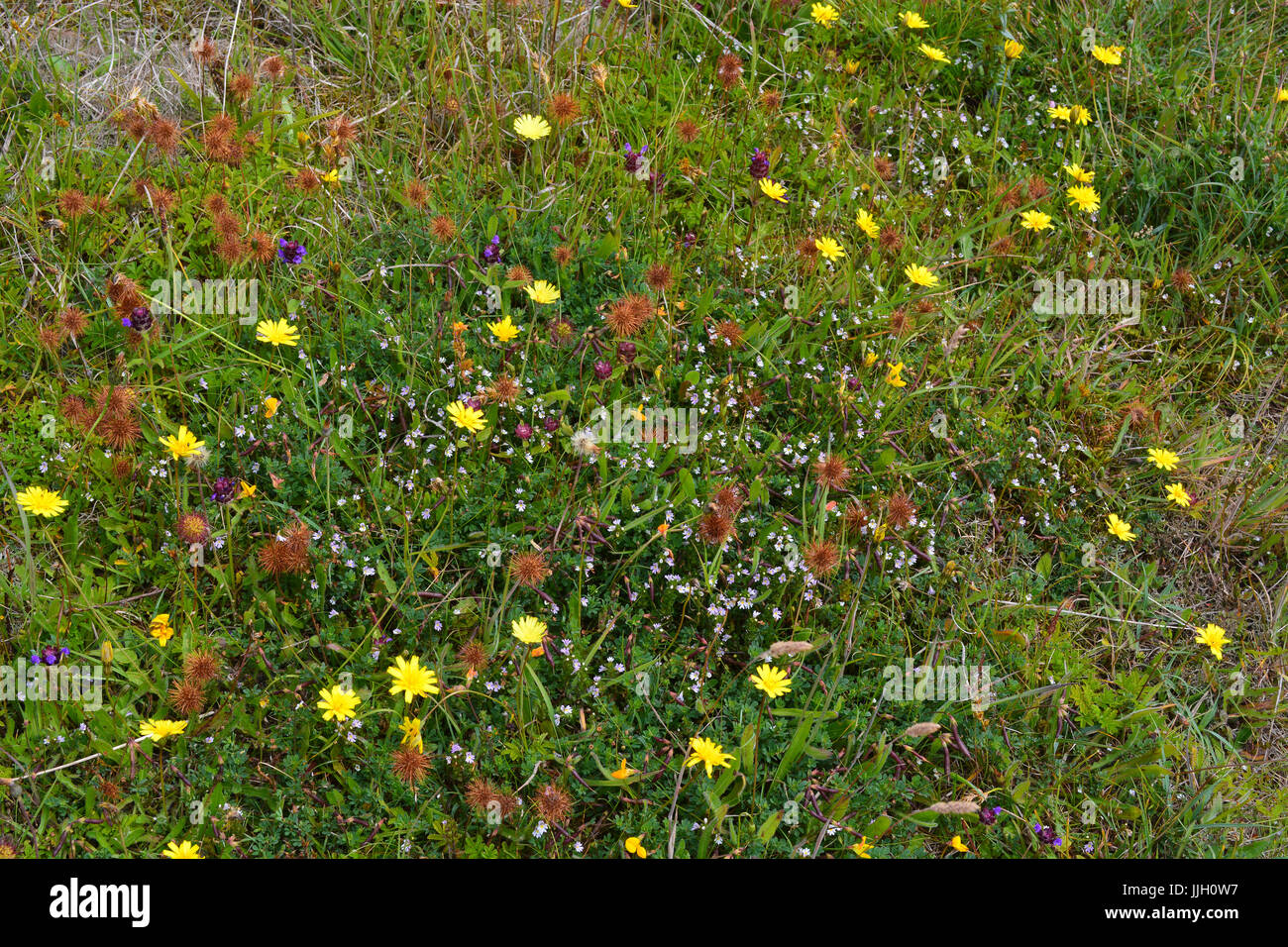 Pirri-Pirri-Burr Stockfoto