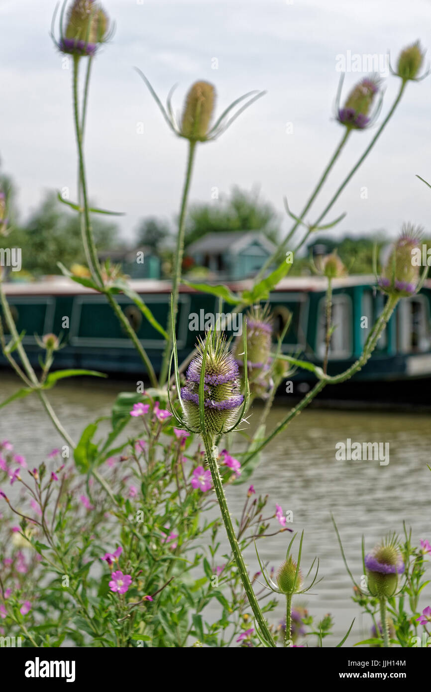 Gemeinsamen Teasle wächst am Kanalufer Stockfoto