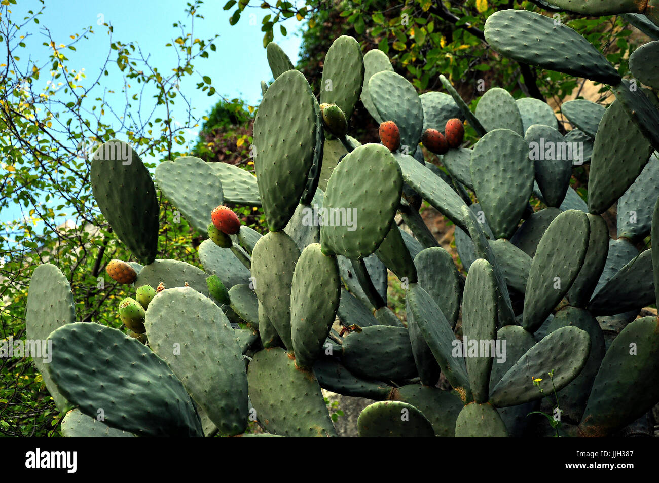 Mediterrane Kaktuspflanzen mit roten Blüten Stockfoto