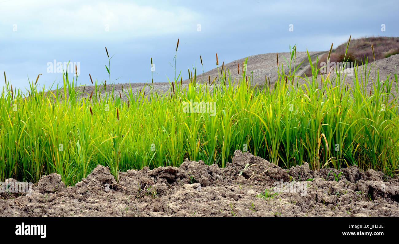 Tuscany Rasen auf kahlen Feldern Stockfoto