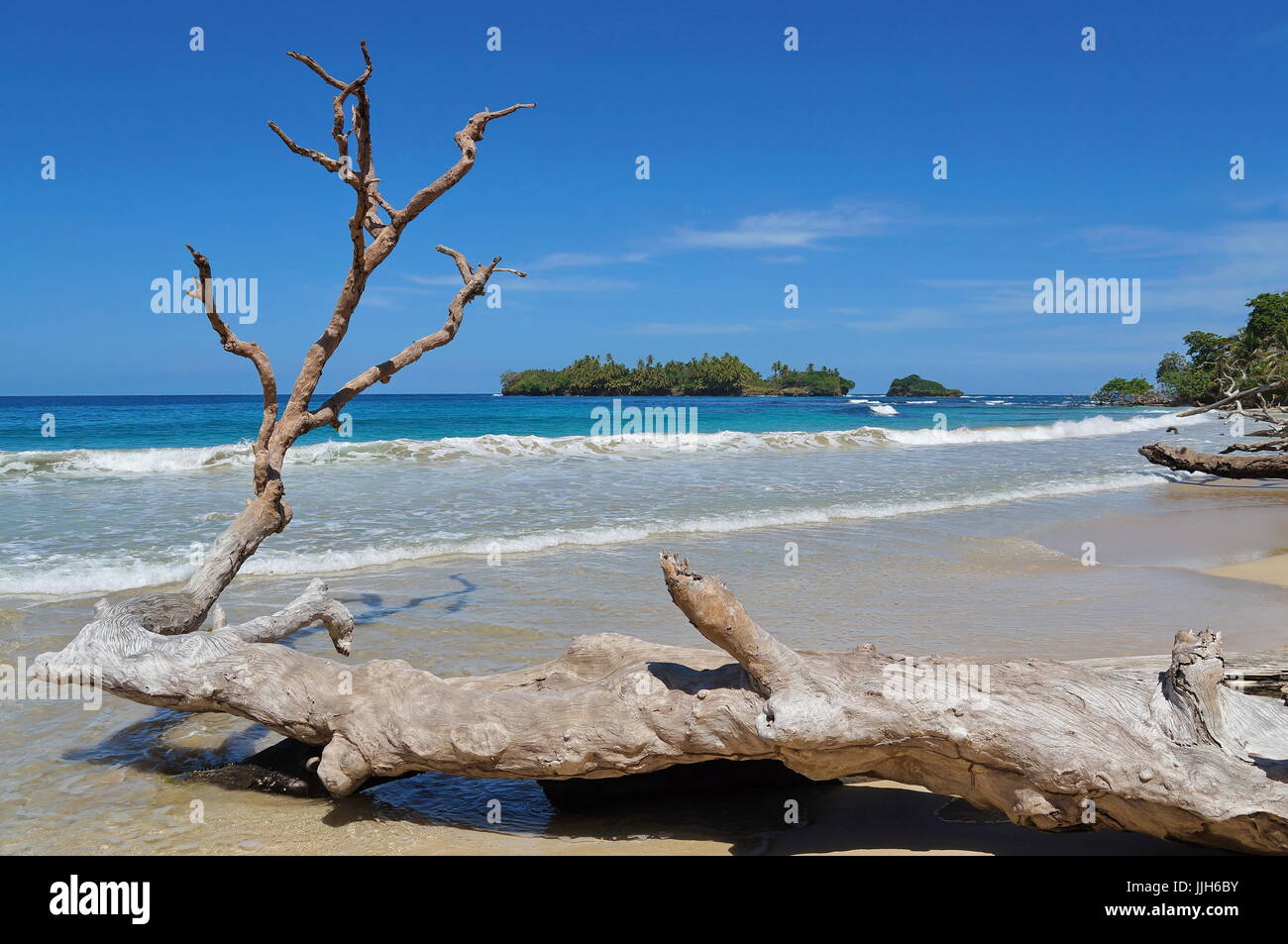 Große Treibholz Baumstamm an einer sandigen Küste mit tropischen Insel im Hintergrund, Karibik, Bastimentos, Bocas del Toro, Panama Stockfoto