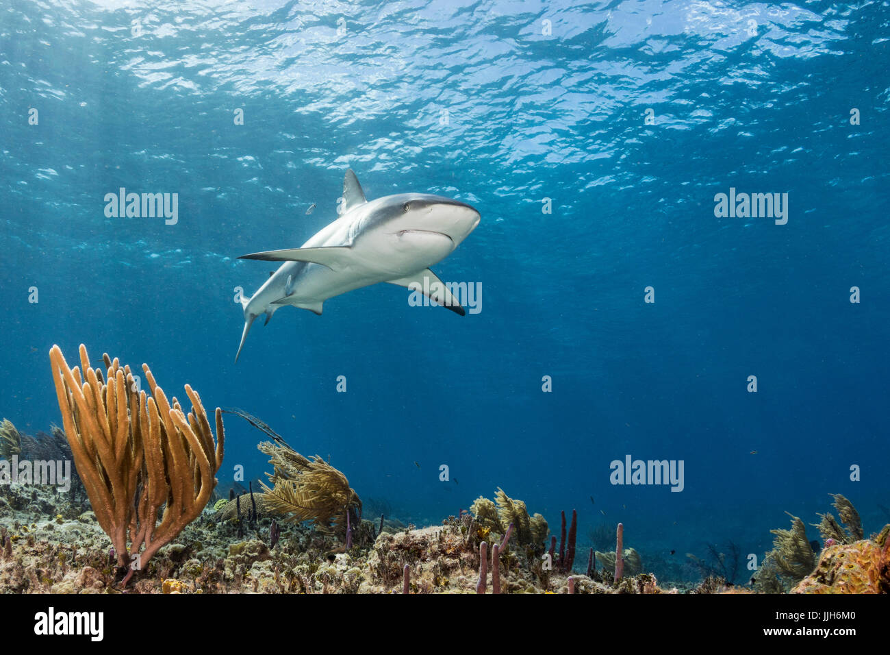 Eine Karibische Riffhaie patrouilliert in den Gewässern in der Nähe von Bimini, Bahamas. Stockfoto