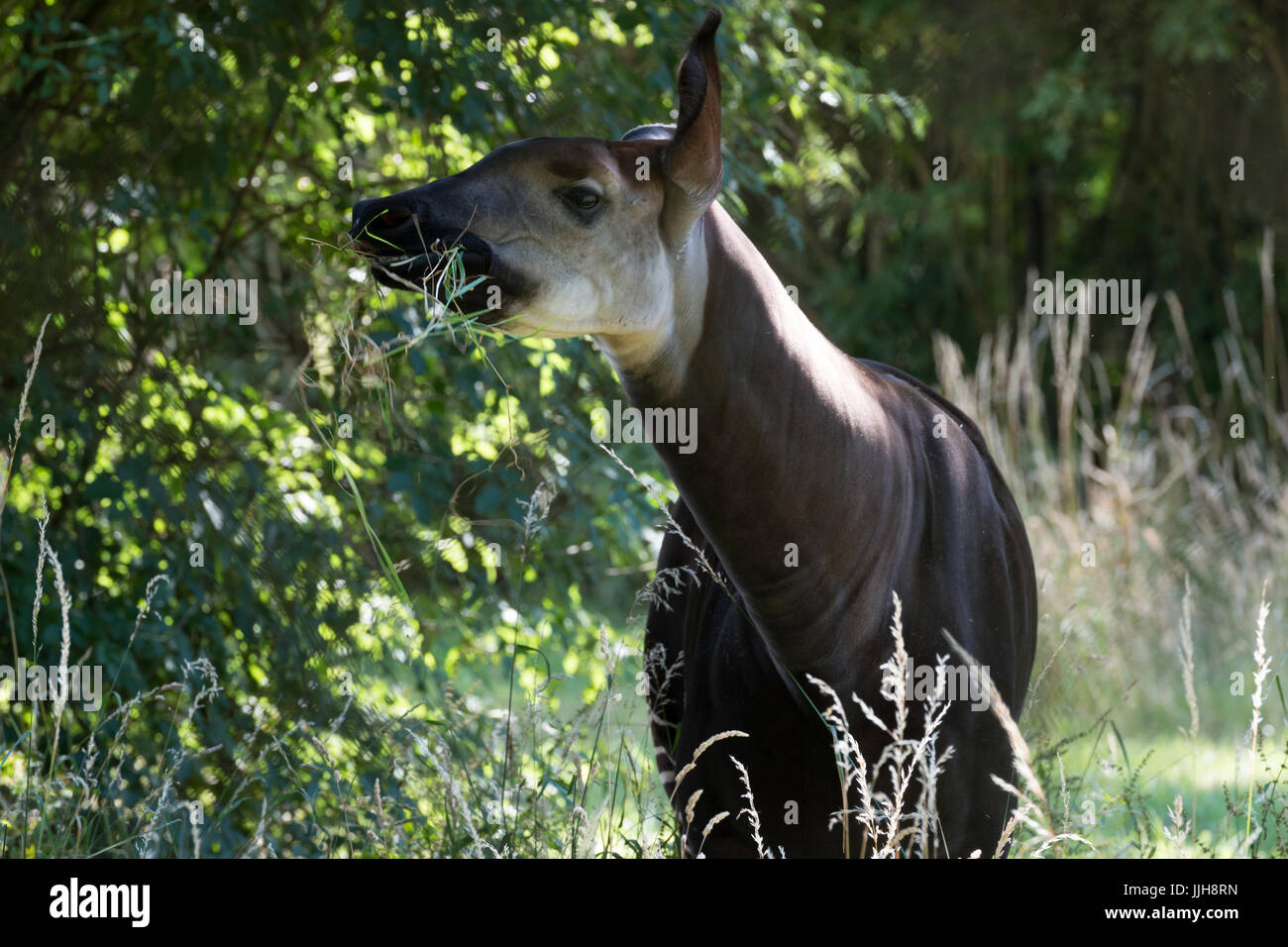 Okapi Essen Grass Stockfoto