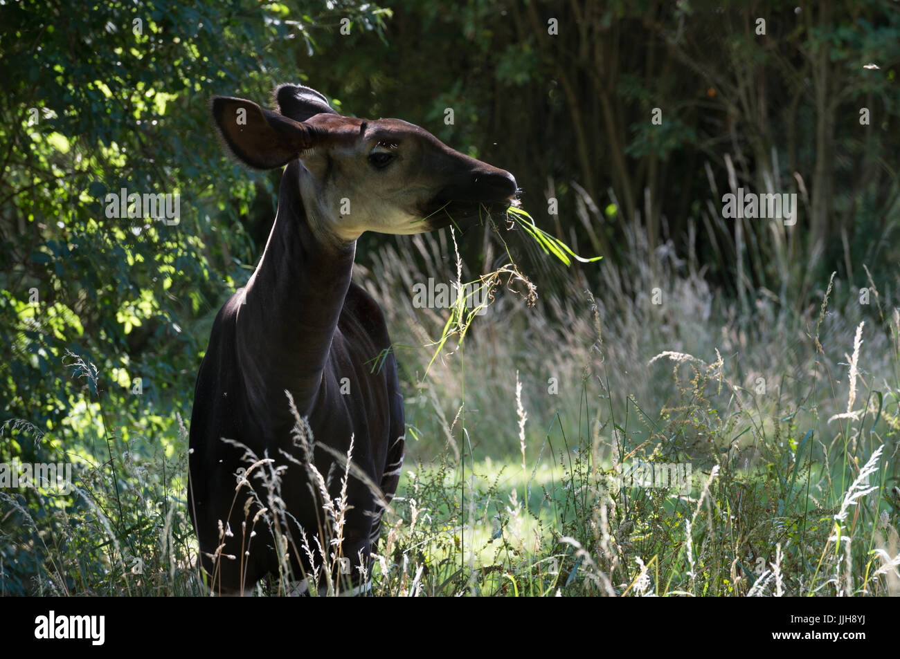 Okapi Essen Grass Stockfoto