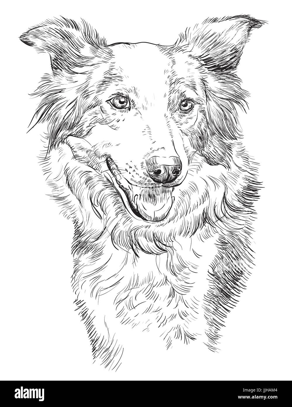 Border-Collie Vektor isoliert Handzeichnung Abbildung in schwarzer Farbe auf weißem Hintergrund Stock Vektor