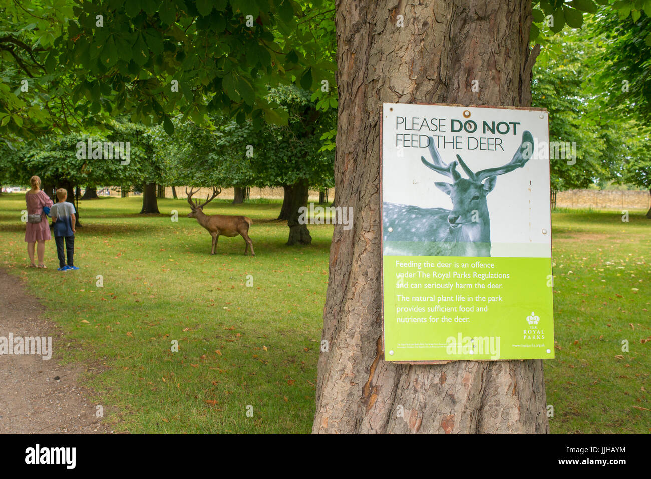 Richmond, London, UK - Juli 2017: Bitte nicht füttern Sie die Hirsch-Zeichen angebracht zu einem Baum in Bushy Park mit Rotwild und zwei Personen im Hintergrund Stockfoto