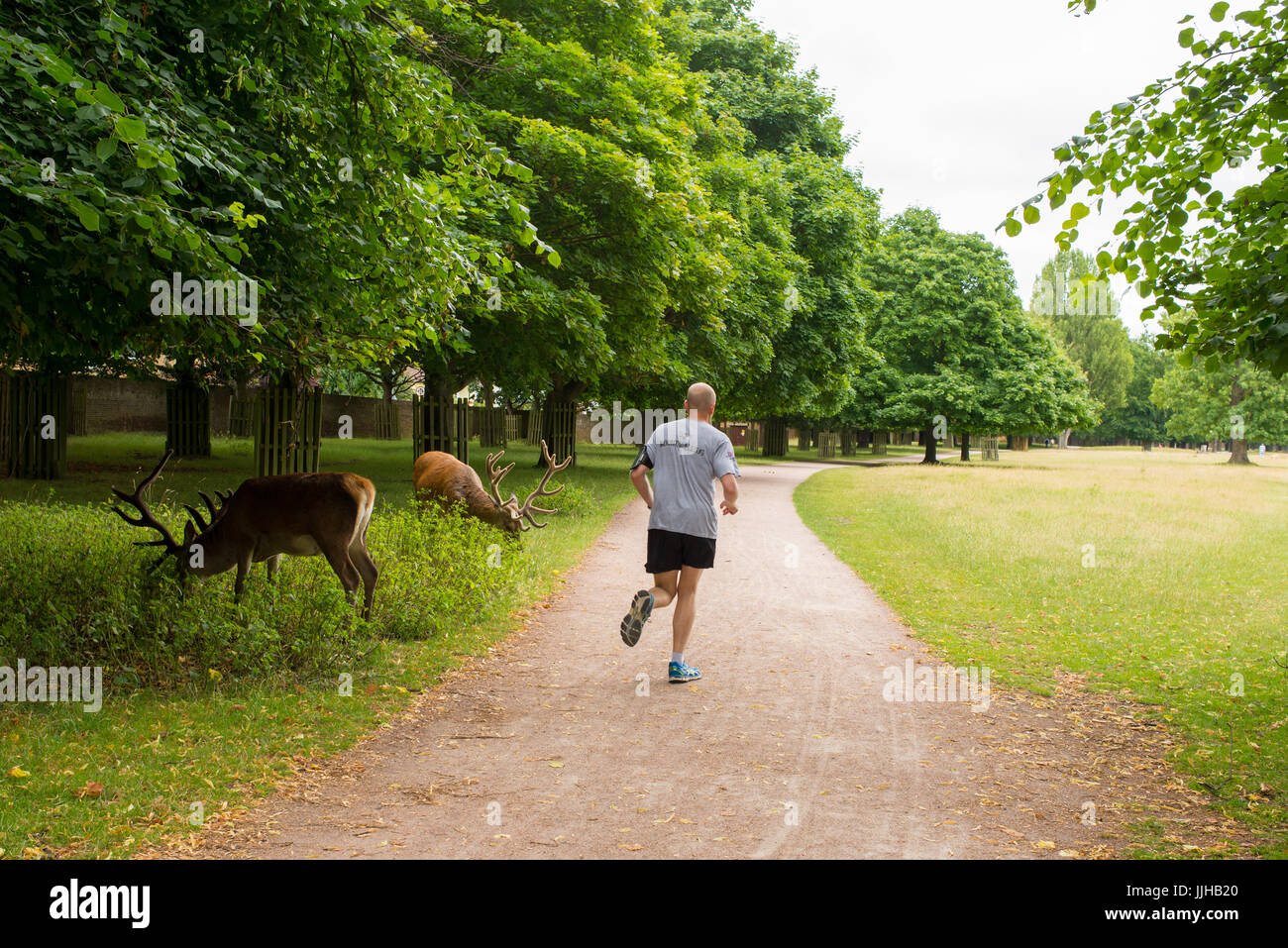 Richmond, London, UK - Juli 2017: Rothirsch Fütterung auf eine Rasen-Wiese in Bushy Park mit einem Läufer sprinten auf dem Fußweg neben ihnen. Stockfoto