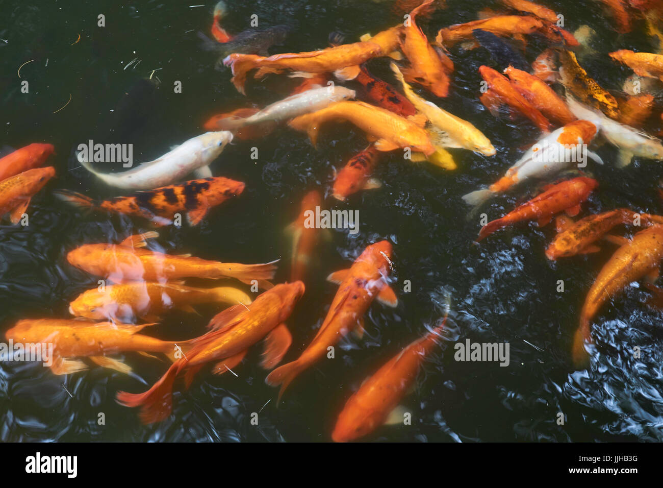 Koi-Karpfen in China - Beixiu See, Yuexiu Park, Guangzhou, China Stockfoto