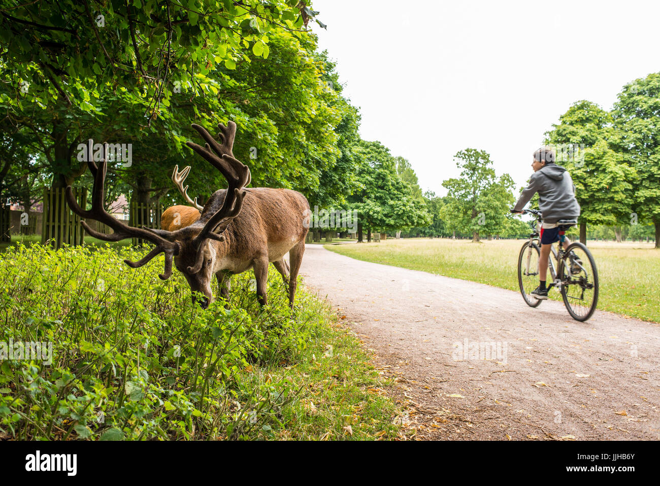 Richmond, London, UK - Juli 2017: Junge Radfahrer, Radfahren auf einem Pfad neben Hirsche ernähren sich von einer Rasen-Wiese in Bushy Park. Stockfoto