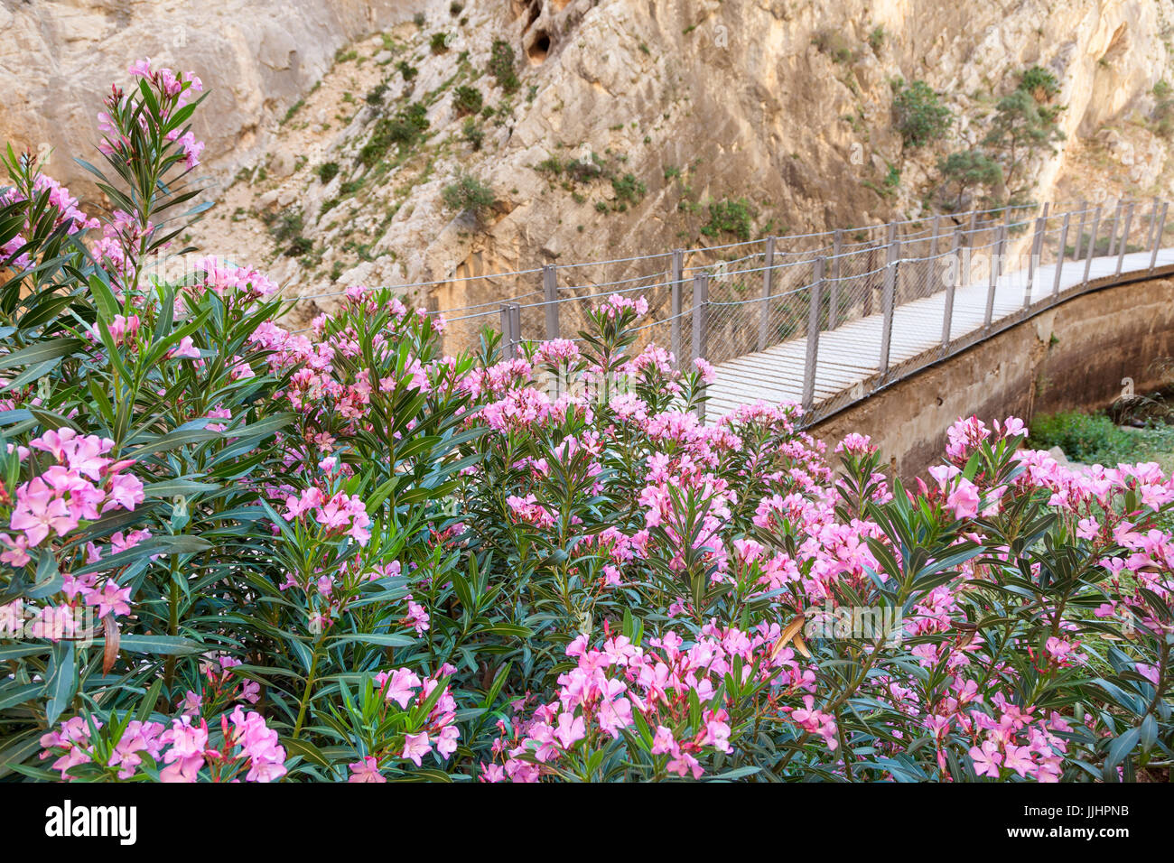 Blumen auf dem Wandern trail "El Caminito del Rey" - Königs kleiner Pfad, Ardales, Provinz Malaga, Spanien Stockfoto