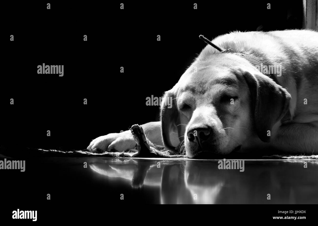 Diese Dornröschen ist mein Fawn Farbe Labrador Retriever Hund Rast im warmen Sonnenlicht Stockfoto