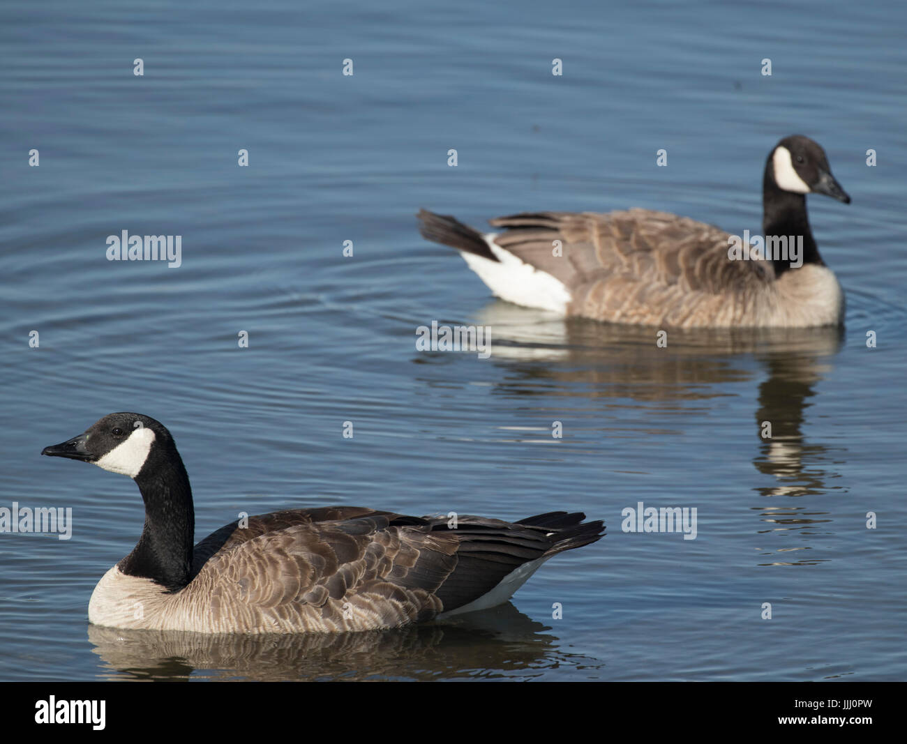 Kanada-Gans, Tri-Cities, Washington, USA Stockfoto