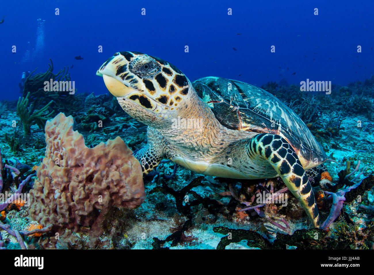 Eine echte Karettschildkröte blickt die Kamera in Cozumel, Mexiko. Stockfoto