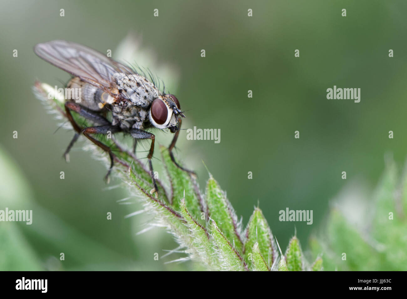 Eine kleine Fliege. Stockfoto