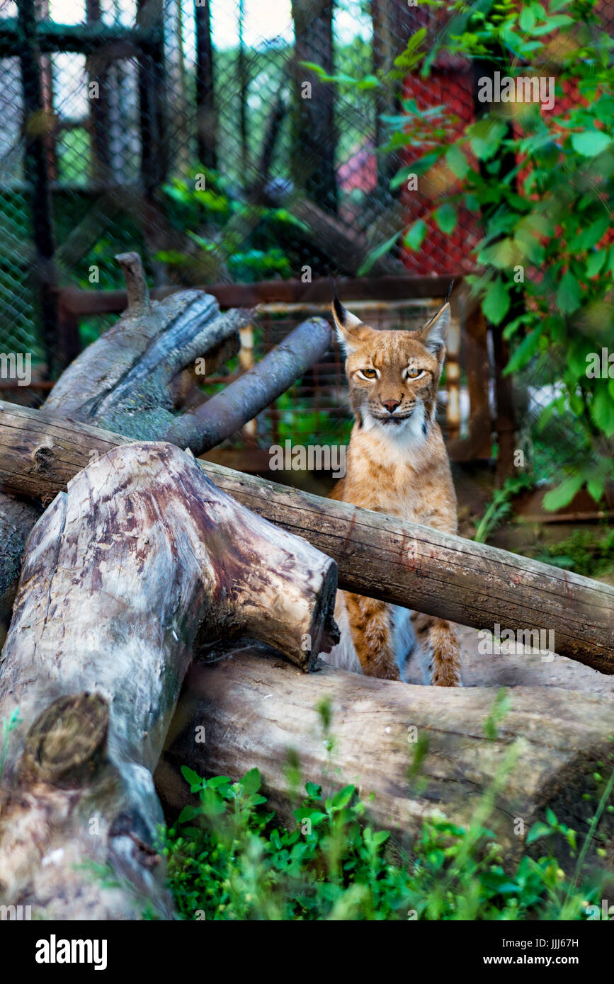 Bobcat, Lynx sitzen mitten unter den Protokollen im Zoo. Stockfoto
