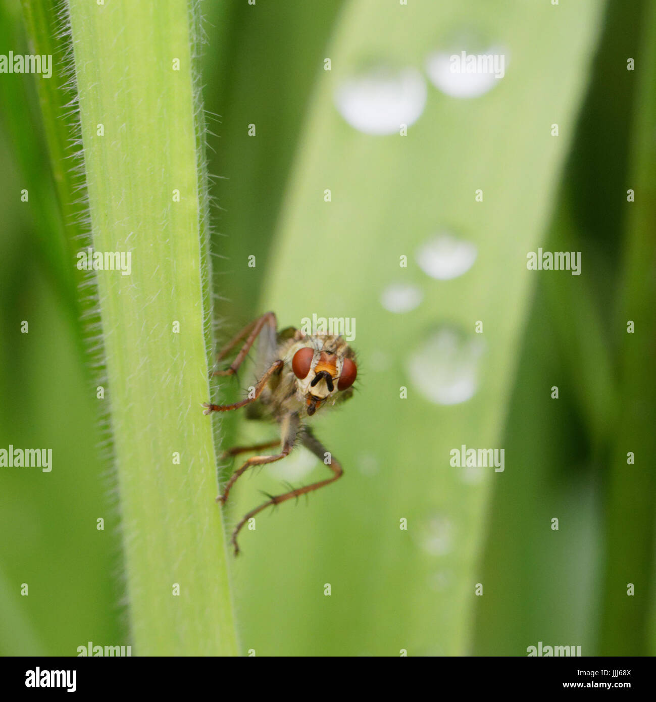 Diese Tachinid wurde auf einem Rasen-Stiel. Stockfoto