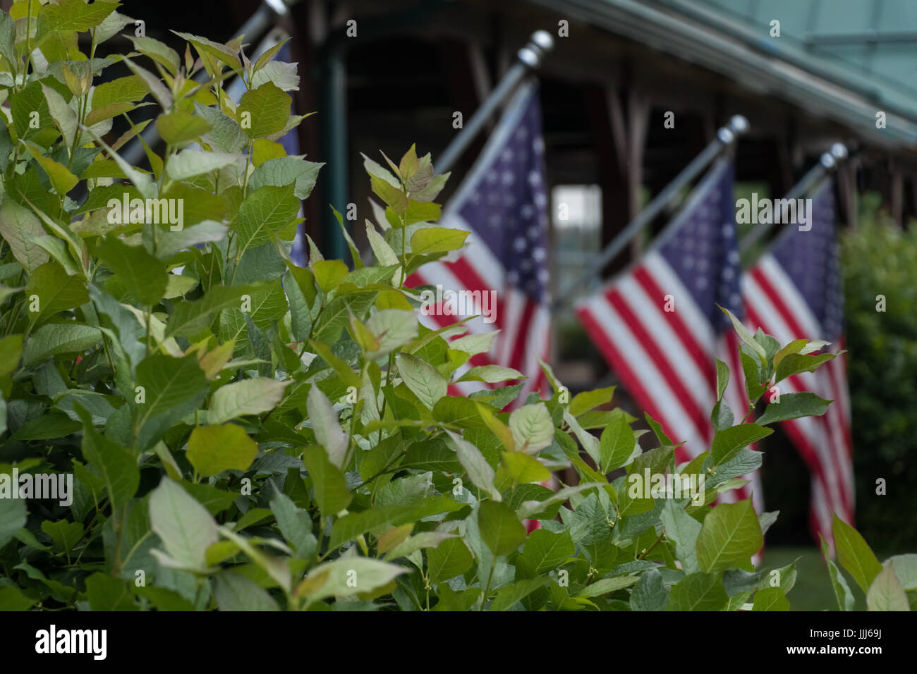 USA Flaggen Blick auf einem Busch Stockfoto