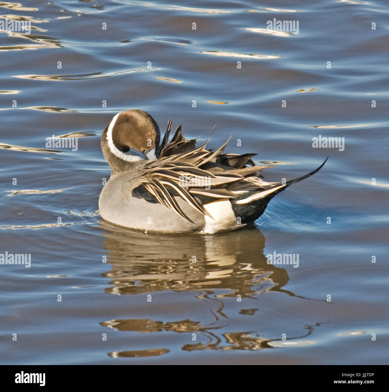 Pintail Enten Stockfoto