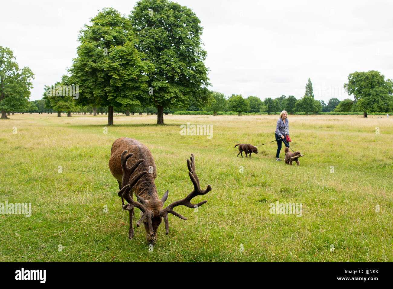 Richmond, London, UK - Juli 2017: Rothirsch Fütterung auf eine Rasen-Wiese in Bushy Park weiter auf eine alte Frau, die zwei Hunde. Stockfoto