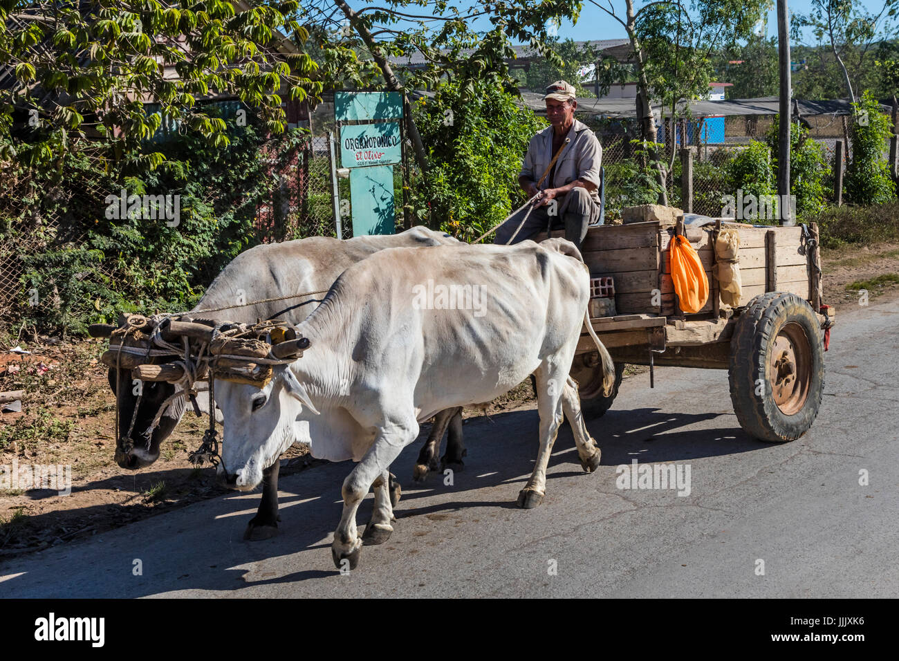 Ein Einrahmer mit Rindern gezogen Warenkorb im Vinales Tal - VINALES, Kuba Stockfoto
