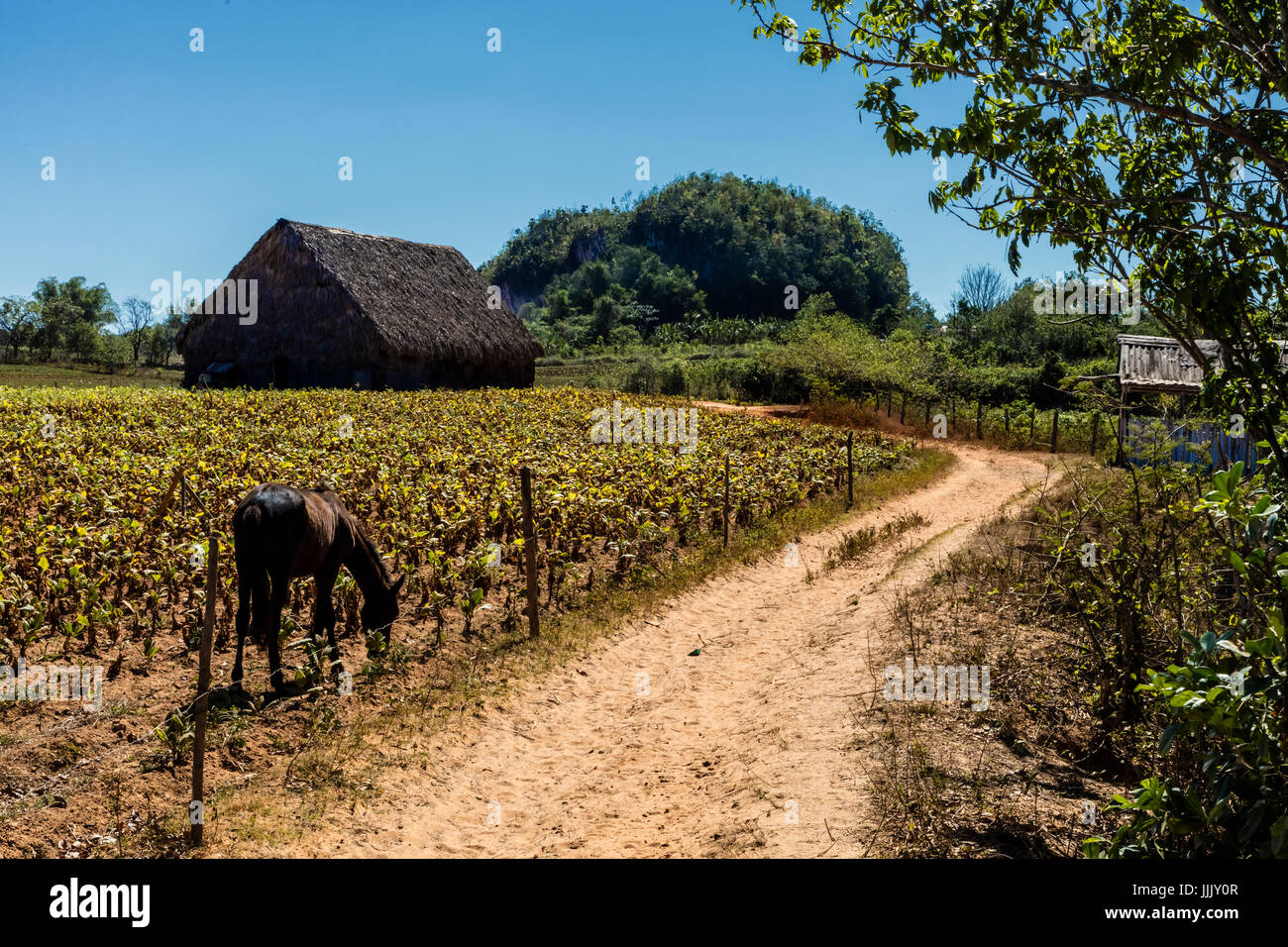 Eine Tabak Trocknung Scheune ist eine gemeinsame Website in die reiche landwirtschaftliche Nutzflächen von Vale de Selencio - VINALES, Kuba Stockfoto