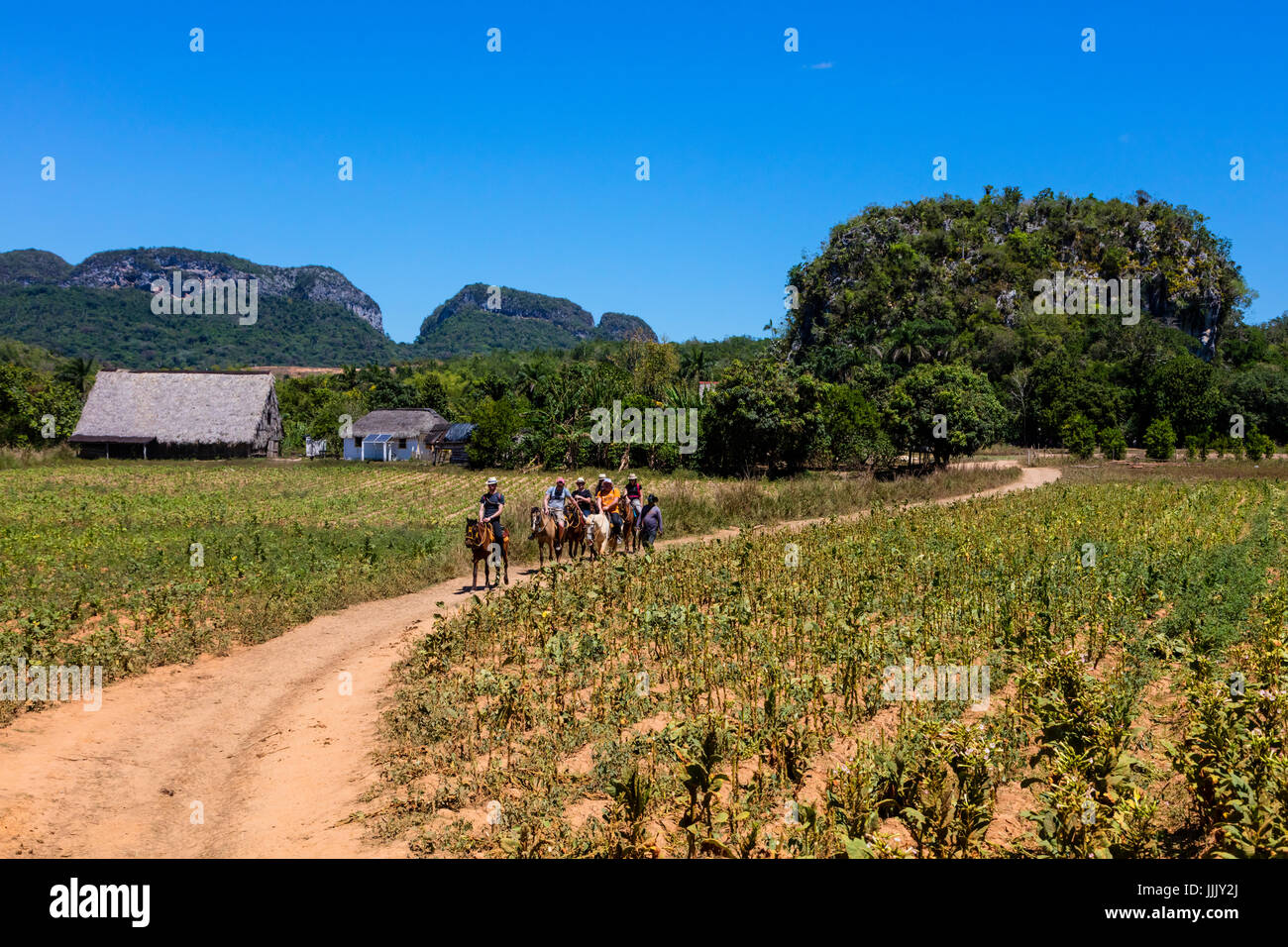 Touristen-Reiten in den reichen Tabak Ländereien von VVale de Selencio - VINALES, Kuba Stockfoto
