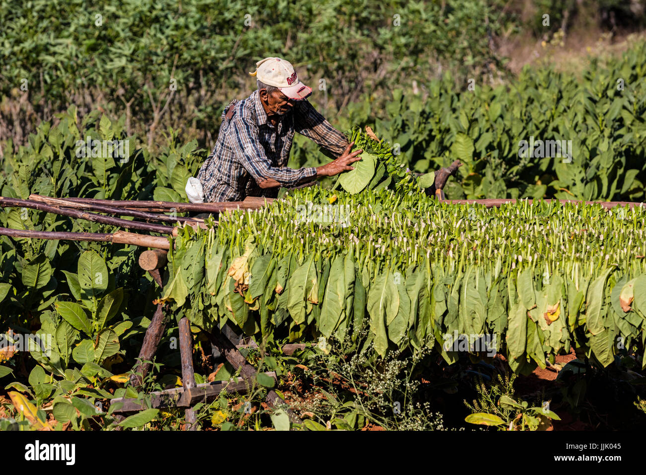 Tabak verwendet bei der Herstellung von Zigarren wird getrocknet, auf Gestellen in Vinales Tal - VINALES, PINAR DEL RIO, Kuba Stockfoto