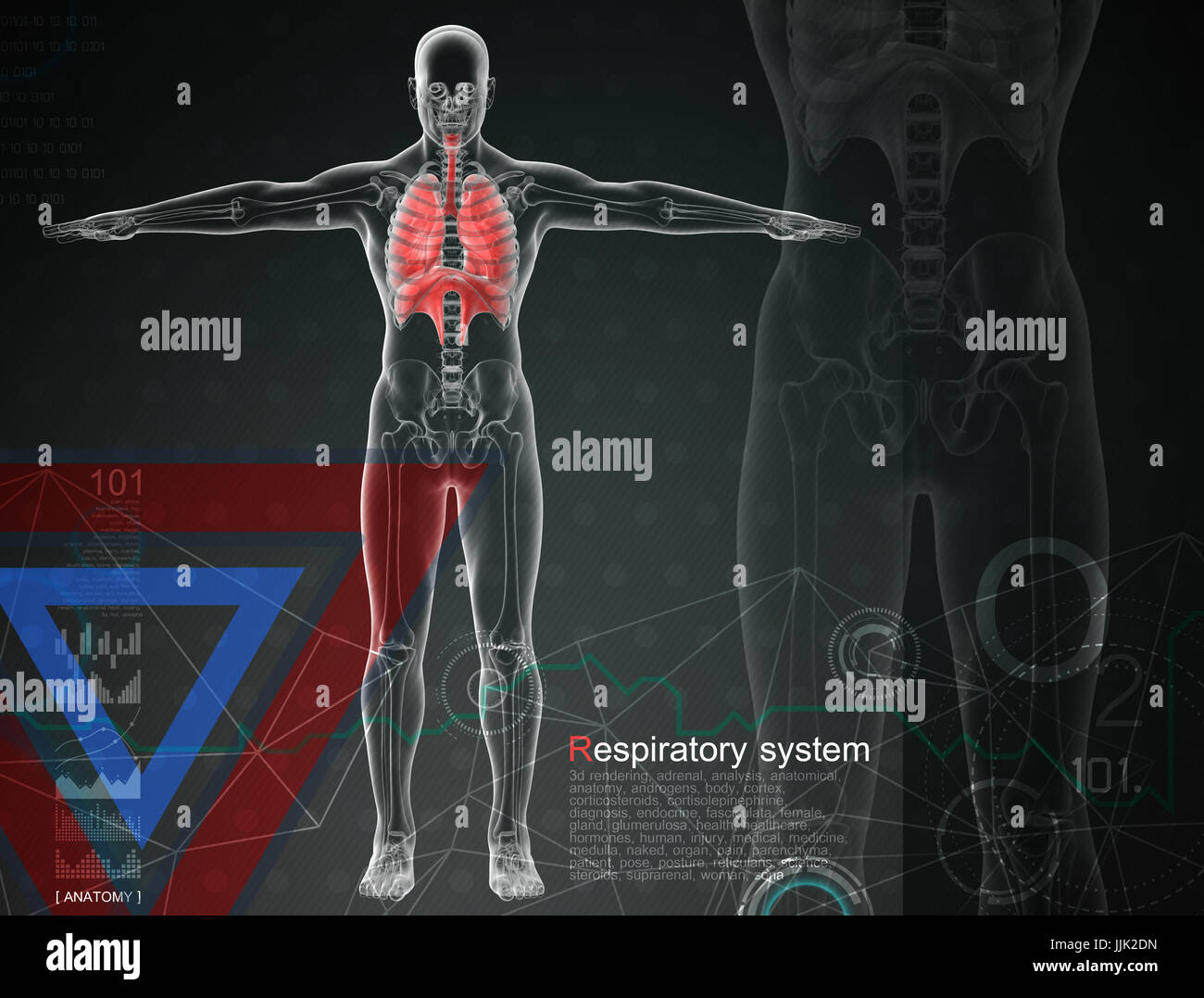 3D Darstellung der Atemwege durch Röntgenstrahlen auf Hintergrund Stockfoto