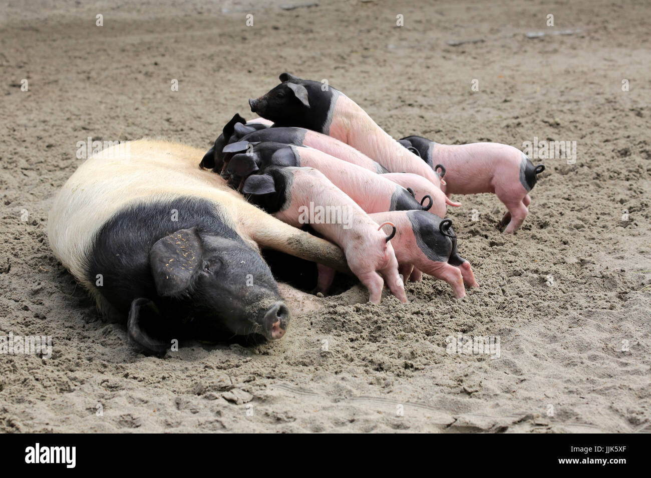 Hausschwein (Sus Scrofa Domesticus), Mutter Sau säugende Ferkel, Weiblich, junge Tiere, gepunktet, Deutschland Stockfoto