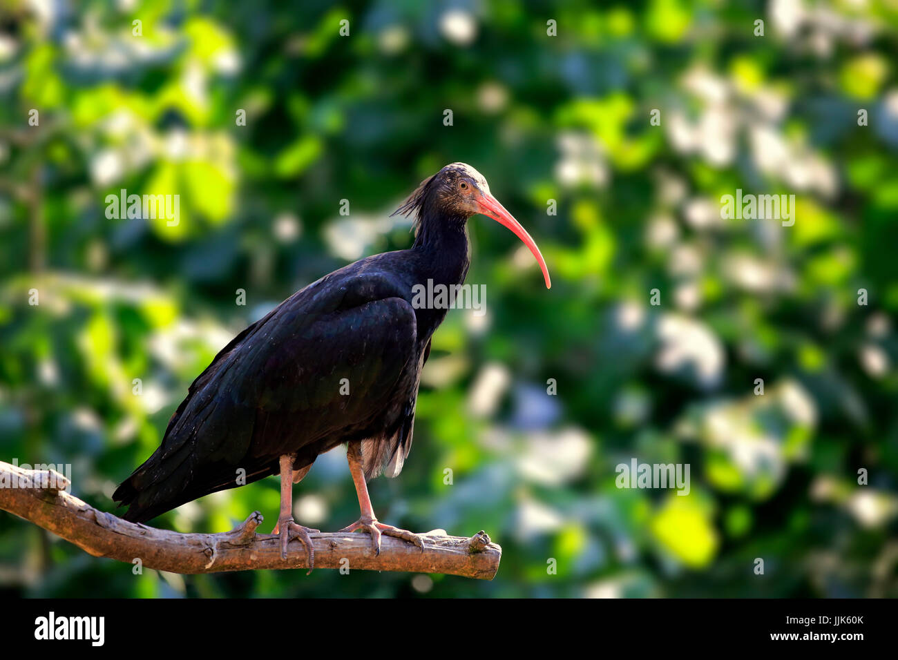 Nördlichen Waldrappen (Geronticus Eremita), Erwachsene, stehend auf Zweig, gefangen Stockfoto