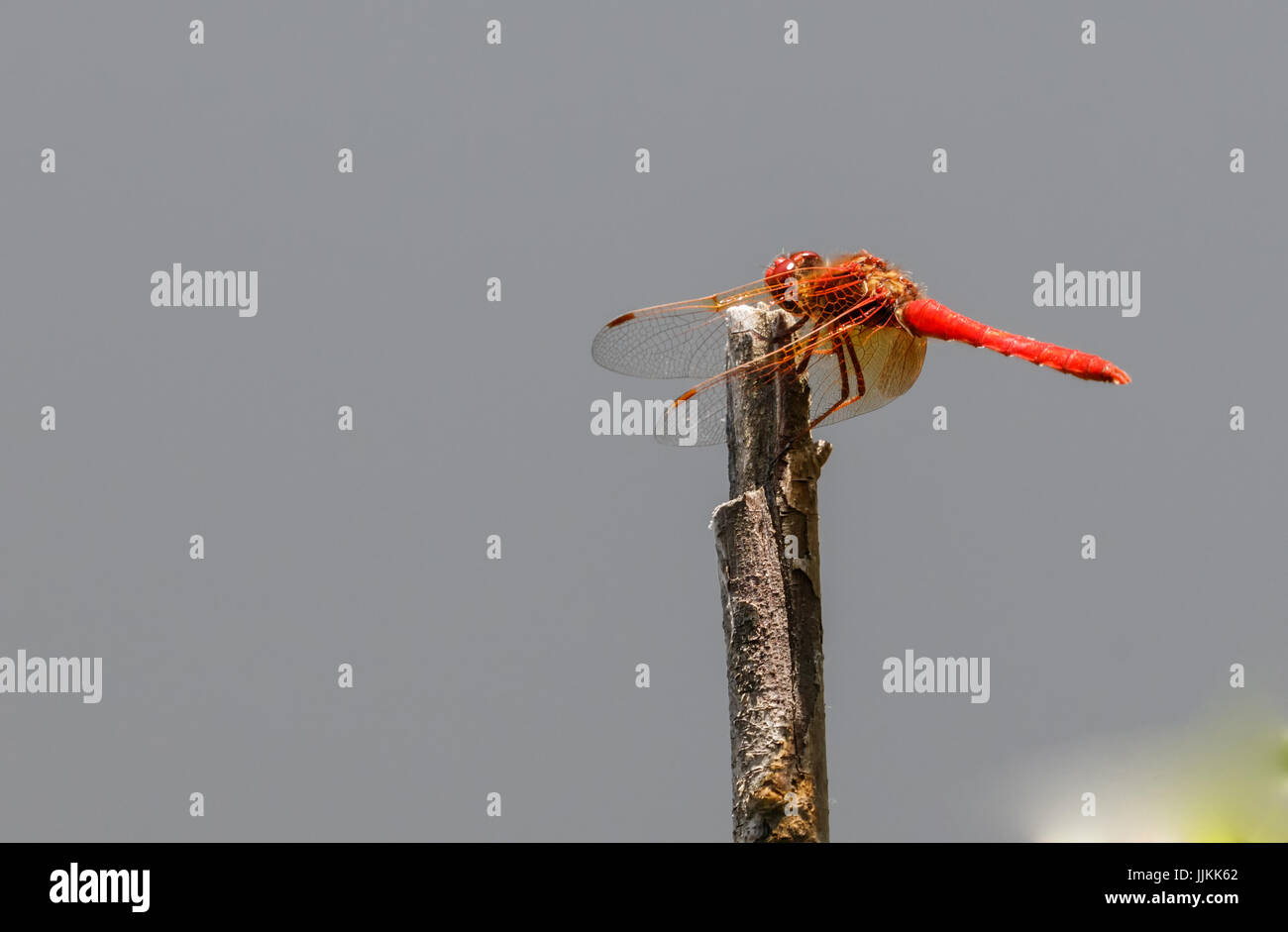 ein Kardinal Meadowhawk Mann hocken auf eine Anlage in Vancouver BC Kanada Stockfoto