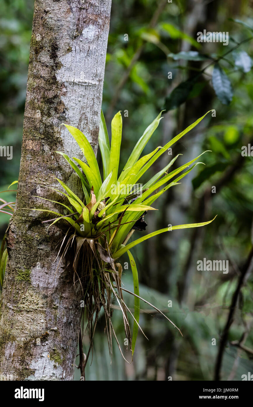 BROMELIEN wachsen am Weg zum SALTO DE CABURNÍ befindet sich die TOPES DE COLLANTES in den Bergen der SIERRA DEL ESCAMBRAY - Kuba Stockfoto